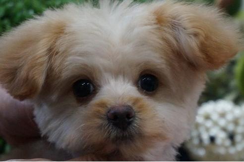 成約済の京都府のミックス犬-62749の1枚目