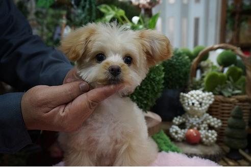 成約済の京都府のミックス犬-62749の3枚目