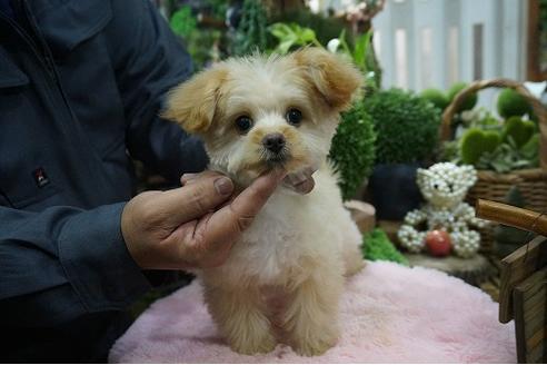 成約済の京都府のミックス犬-62749の2枚目