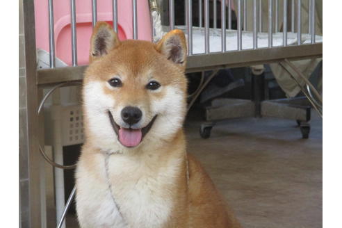 成約済の岡山県の柴犬-50764の1枚目