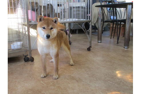 成約済の岡山県の柴犬-50764の2枚目