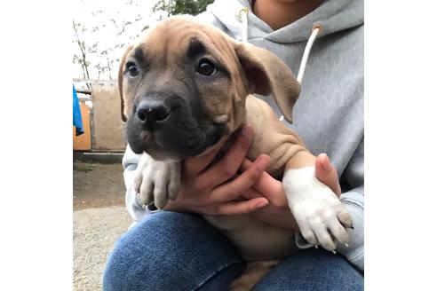 子犬