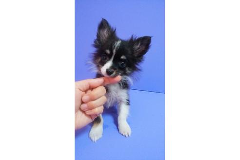 成約済の鹿児島県のミックス犬-67928