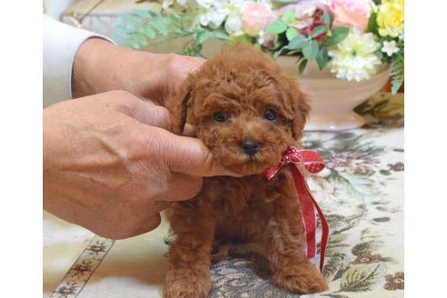 成約済の埼玉県のタイニープードル-66757の6枚目