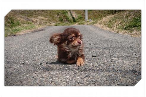 岡山県のロングコートチワワ 男の子 18 10 02生まれ チョコタン 子犬id ブリーダーナビ