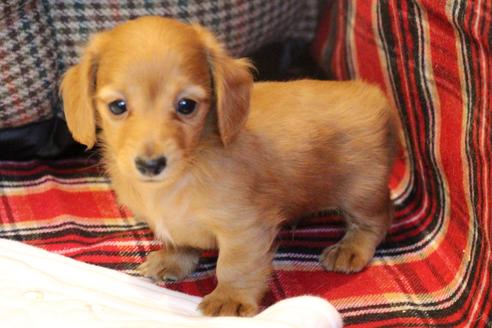 成約済の愛知県のカニンヘンダックスフンド(ロングヘアード)-65263