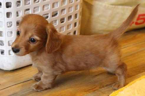 成約済の愛知県のカニンヘンダックスフンド(ロングヘアード)-65263の7枚目