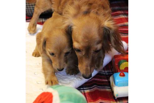 成約済の愛知県のカニンヘンダックスフンド(ロングヘアード)-65263の6枚目
