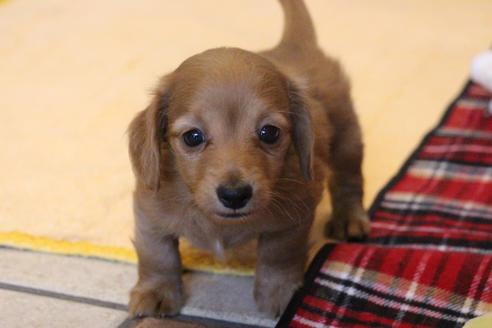 成約済の愛知県のカニンヘンダックスフンド(ロングヘアード)-65263の5枚目