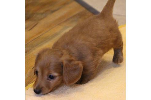 成約済の愛知県のカニンヘンダックスフンド(ロングヘアード)-65263の4枚目