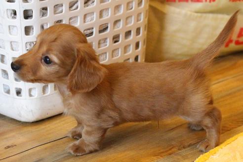 成約済の愛知県のカニンヘンダックスフンド(ロングヘアード)-65263の3枚目