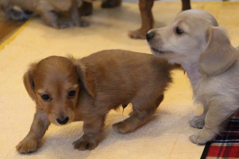 成約済の愛知県のカニンヘンダックスフンド(ロングヘアード)-65263の2枚目
