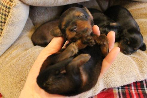 成約済の愛知県のカニンヘンダックスフンド(ロングヘアード)-68112の35枚目