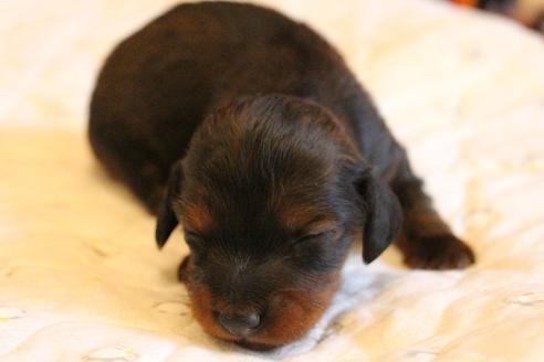 成約済の愛知県のカニンヘンダックスフンド(ロングヘアード)-68112の34枚目