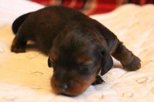 成約済の愛知県のカニンヘンダックスフンド(ロングヘアード)-68112の33枚目