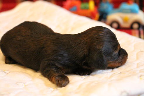 成約済の愛知県のカニンヘンダックスフンド(ロングヘアード)-68112の32枚目