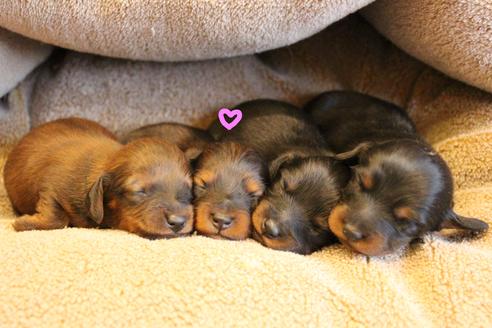 成約済の愛知県のカニンヘンダックスフンド(ロングヘアード)-68112の31枚目