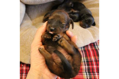 成約済の愛知県のカニンヘンダックスフンド(ロングヘアード)-68113の29枚目