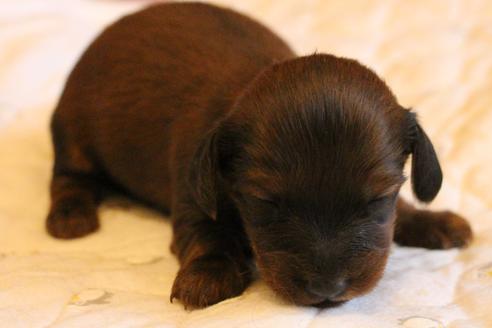 成約済の愛知県のカニンヘンダックスフンド(ロングヘアード)-68113の28枚目