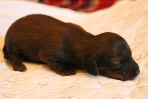 成約済の愛知県のカニンヘンダックスフンド(ロングヘアード)-68113の27枚目