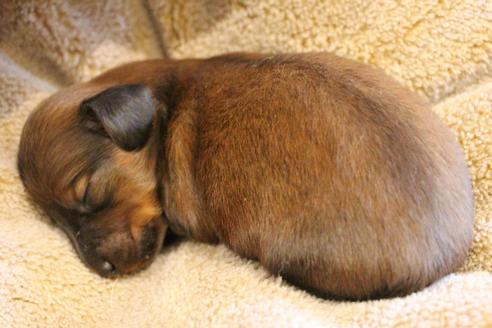 成約済の愛知県のカニンヘンダックスフンド(ロングヘアード)-68113の26枚目