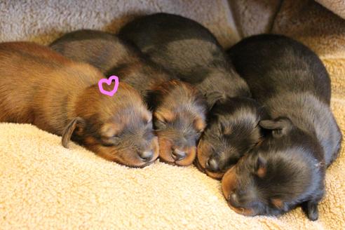 成約済の愛知県のカニンヘンダックスフンド(ロングヘアード)-68113の25枚目