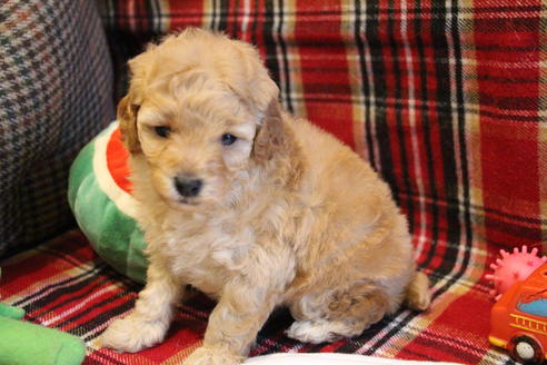 成約済の愛知県のトイプードル-67388の11枚目