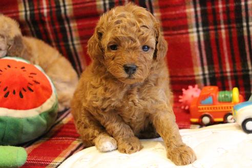 成約済の愛知県のトイプードル-67389の11枚目