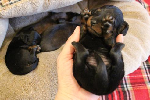 成約済の愛知県のカニンヘンダックスフンド(ロングヘアード)-68114の19枚目