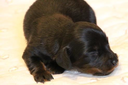 成約済の愛知県のカニンヘンダックスフンド(ロングヘアード)-68114の18枚目