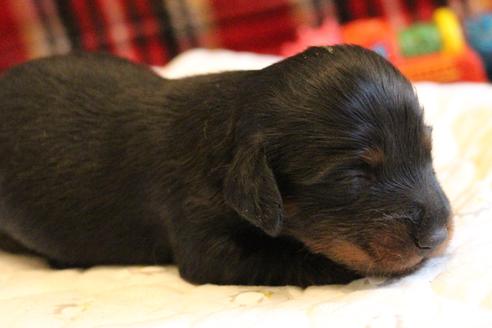 成約済の愛知県のカニンヘンダックスフンド(ロングヘアード)-68114の17枚目