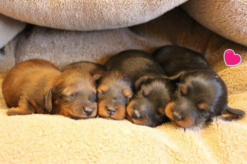 成約済の愛知県のカニンヘンダックスフンド(ロングヘアード)-68114の15枚目