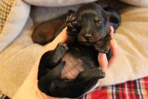 成約済の愛知県のカニンヘンダックスフンド(ロングヘアード)-68115の33枚目