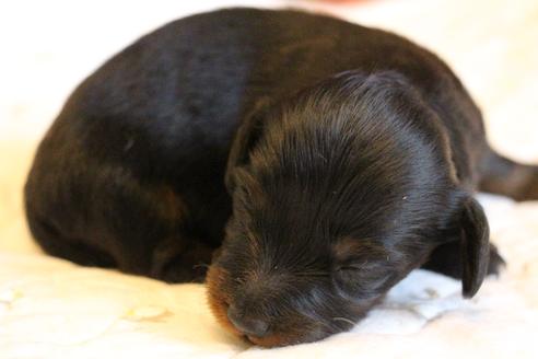 成約済の愛知県のカニンヘンダックスフンド(ロングヘアード)-68115の32枚目