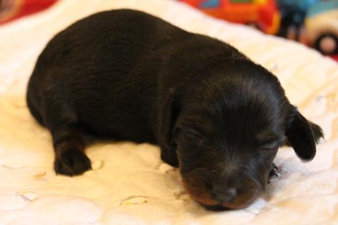 成約済の愛知県のカニンヘンダックスフンド(ロングヘアード)-68115の31枚目