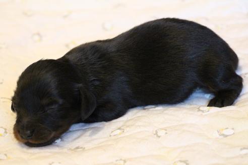 成約済の愛知県のカニンヘンダックスフンド(ロングヘアード)-68115の30枚目