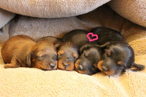 成約済の愛知県のカニンヘンダックスフンド(ロングヘアード)-68115の29枚目