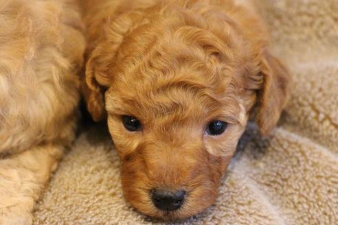 成約済の愛知県のトイプードル-67387の12枚目