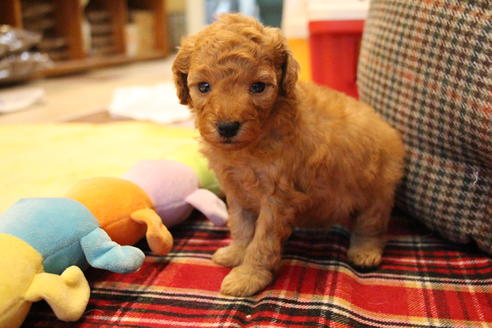 成約済の愛知県のトイプードル-67387の11枚目