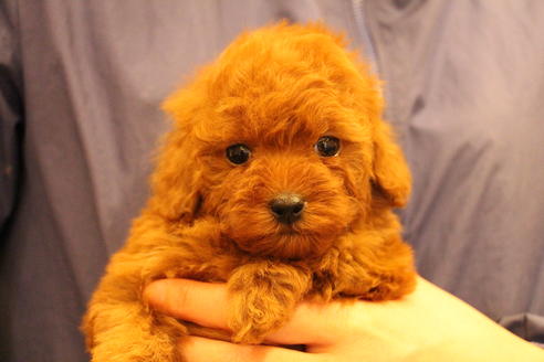 成約済の愛知県のトイプードル-65664の1枚目