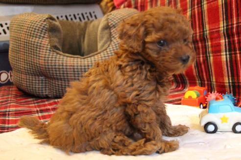 成約済の愛知県のトイプードル-65664の5枚目