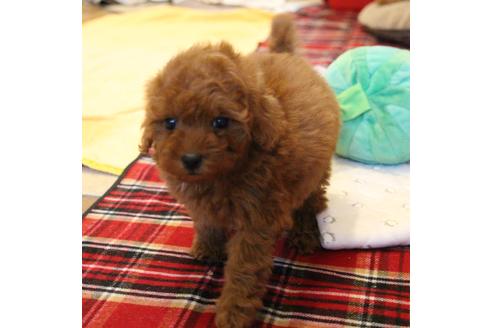 成約済の愛知県のトイプードル-65664の4枚目