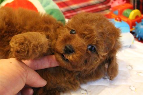 成約済の愛知県のトイプードル-65664の3枚目