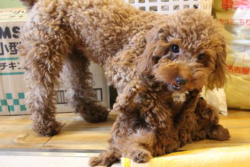 成約済の愛知県のトイプードル-65664の2枚目