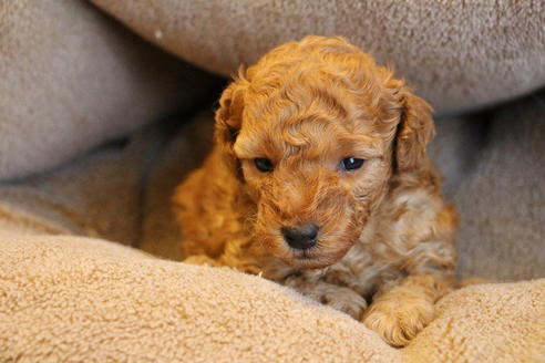 成約済の愛知県のトイプードル-67387の10枚目