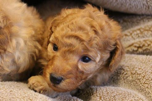 成約済の愛知県のトイプードル-67387の9枚目