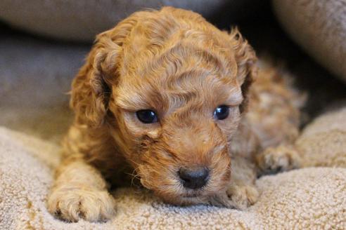 成約済の愛知県のトイプードル-67387の8枚目