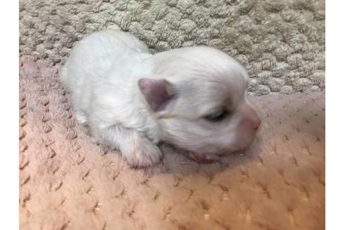 成約済の山梨県のマルチーズ-68168
