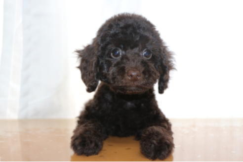 成約済の千葉県のトイプードル-65506の1枚目