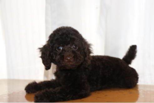 成約済の千葉県のトイプードル-65506の10枚目